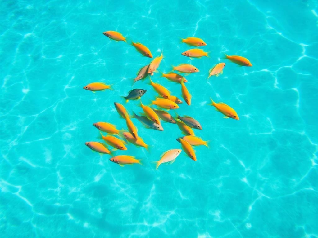 Fish Feeding